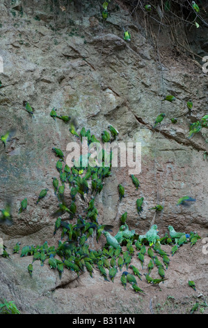 Testa blu Parrot (Pionus menstruus) e farinoso Amazon (Amazona farinosa) Argilla a leccare il fiume Napo foresta pluviale in Ecuador Foto Stock