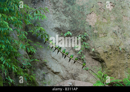 Testa blu Parrot Pionus menstruus sono ' appollaiati sul ramo di argilla sopra leccare il fiume Napo Rainforest ecuador america del sud può Foto Stock