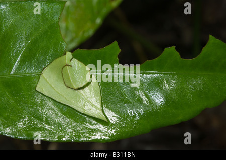 Aphelandra aurantiaca foglie danneggiate da taglio a foglia ant atta cephalotes Igapo foresta amazzonica in Ecuador America del Sud può Foto Stock