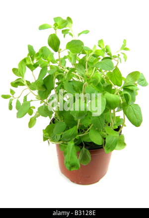 Origanum majorana, Majorana hortensis, maggiorana, annodato maggiorana Foto Stock