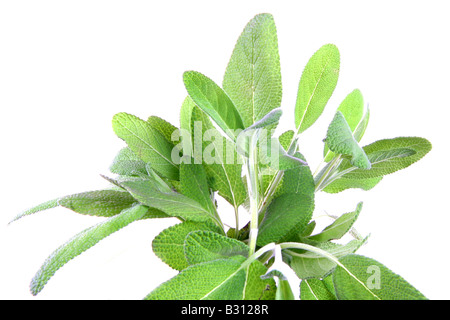 La Salvia officinalis, Salvia comune, cucina salvia Foto Stock