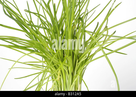 Allium schoenoprasum, erba cipollina, sabbia porro Foto Stock