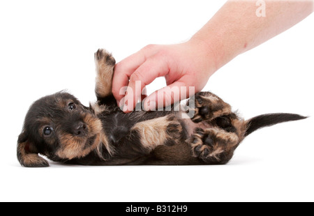 Canis lupus f. familiaris, salsiccia cane, cane domestico Foto Stock
