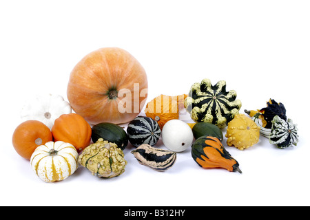La Cucurbita pepo 'Gele Reuzen', la Cucurbita pepo convar. microcarpina, midollo, campo, zucca zucca ornamentale Foto Stock