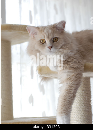 Felis silvestris f. catus, il gatto domestico, il gatto di casa Foto Stock