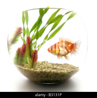 Carassius auratus, goldfish, carpa comune Foto Stock