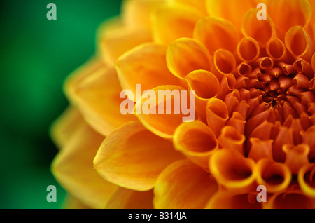 Dahlia Corale "Fantasia" Foto Stock