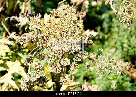 Un gigantesco impianto hogweed testa, piena di semi pronto a farli cadere Foto Stock