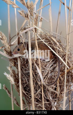 Harvest mouse Micromys minutus su nest Potton Bedfordshire Foto Stock