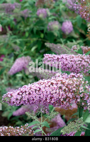 BUDDLEJA DAVIDII LILLA ARGENTO Foto Stock