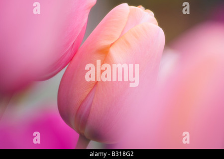 Due Pink Tulip Blossoms toccando Foto Stock