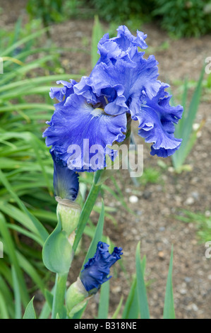 Iris 'Sea Potenza" Foto Stock