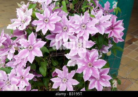 La clematide gazina 'Tigerstrip' Foto Stock