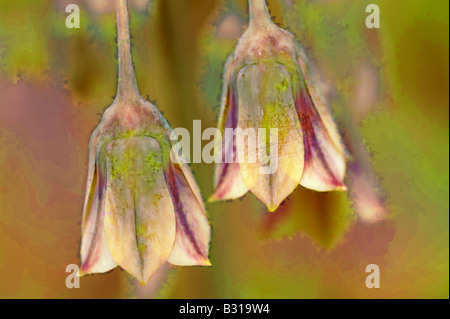 Due annuire il bulgaro Allium Fiori Foto Stock