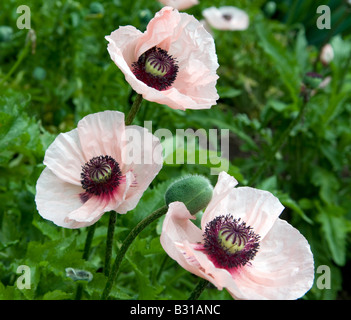 Papaver oriental Foto Stock