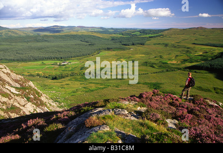 Uomo che cammina in Cairnsmore della natura della flotta scozzese di riserva del patrimonio naturale walker sul Clints di Dromore Galloway Scotland Regno Unito Foto Stock