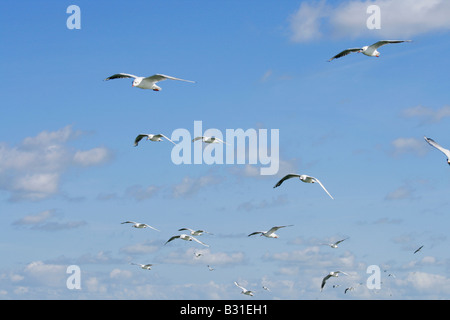 Gabbiani in volo in un cielo blu Foto Stock