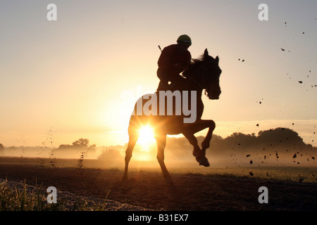 Cavaliere sul suo cavallo nella luce del mattino, Iffezheim, Germania Foto Stock