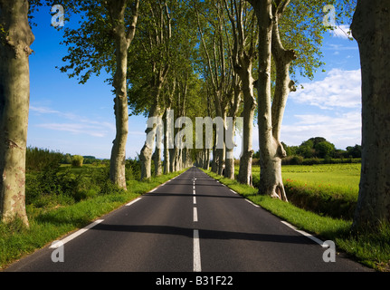 Strada alberata, vicino Montagnac, Languedoc-Roussillon, Francia Foto Stock