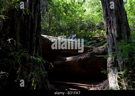 Un uomo seduto in una posa meditativa in Armstrong Redwood foresta nel Nord della California. Foto Stock