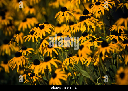 Rudbeckia hirta nome comune black eyed Susan Foto Stock