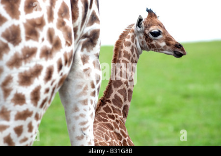 Un bambino Giraffa con esso s madre presso il West Midland Safari Park Bewdley Worcestershire Inghilterra REGNO UNITO Foto Stock