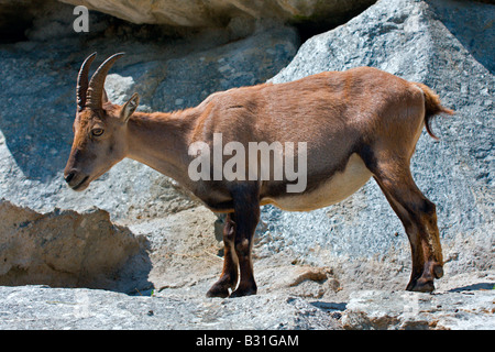 Aplpenzoo: Alpine Ibex Foto Stock