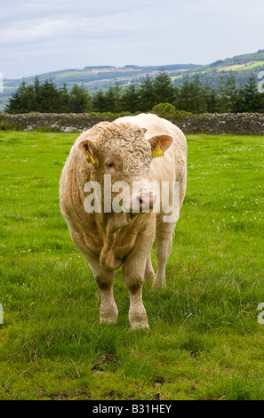 Giovani charolais bull Foto Stock