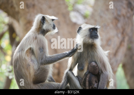 Una famiglia di scimmie Langur nel Parco nazionale di Ranthambore, India. Foto Stock