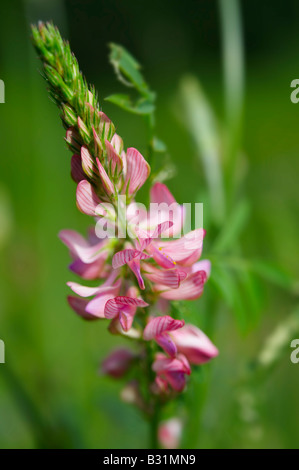 Wild prato alpino flower - Grindelwald in Svizzera Foto Stock