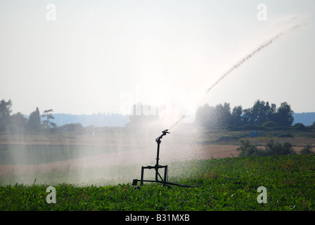 Acqua irrigua sprinkler nel campo, Mistley, Tendring District, Essex, Inghilterra, Regno Unito Foto Stock