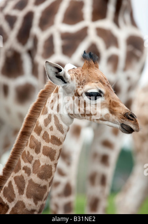 Un bambino Giraffa con esso s madre presso il West Midland Safari Park Bewdley Worcestershire Inghilterra REGNO UNITO Foto Stock