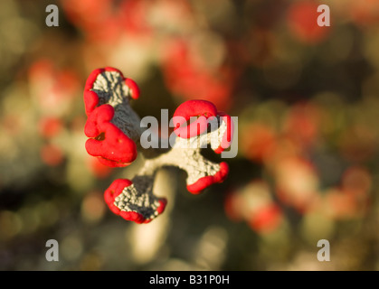 Soldato britannico Lichen Foto Stock