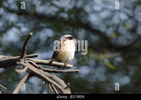 Il Long-tailed Shrike o Rufous-backed Shrike (Lanius schach) è un membro della famiglia di uccelli Laniidae, il shrikes. Foto Stock