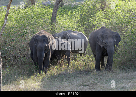 L'Asiatico o Elefante asiatico (Elephas maximus), a volte noto con il nome di uno dei suoi sottospecie Foto Stock