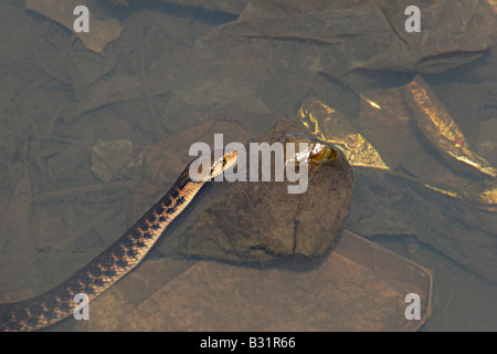 KEELBACK A SCACCHI Xenochrophis piscator Non comune velenosi. Lavaggio Foto Stock