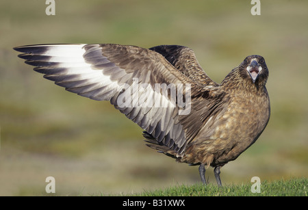 Grande Skua (Stercorarius skua), Adulto visualizzazione sul territorio di allevamento Foto Stock