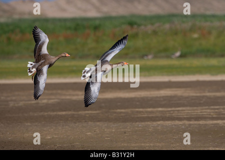 Graylag oche Anser anser in volo proveniente in atterraggio Foto Stock