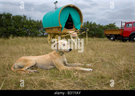 Cane da frusta in un tradizionale Romany Camp Salthouse Norfolk agosto Foto Stock