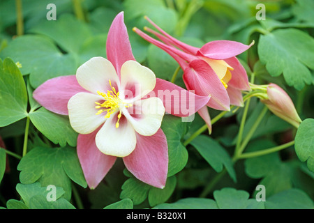 Rocky Mountain aquilegia alpina, Colorado blu (Columbine Aquilegia caerulea), varietà: Swan rosa-bianco, fioritura Foto Stock