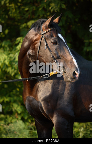 Bay trakehner cavallo ritratto Foto Stock