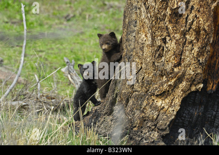 La cannella e black bear neonati Foto Stock