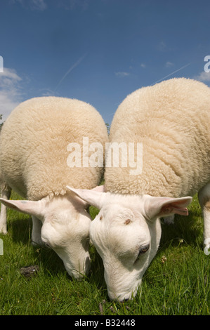 Coppia di Lleyn X Texel grassi agnelli pascolano in campo Lockerbie in Scozia Foto Stock