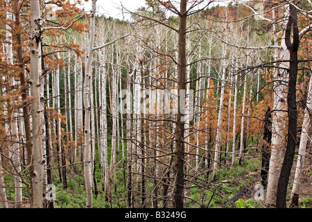 Forest Fire postumi, Kaibab Plateau, il Parco Nazionale del Grand Canyon Foto Stock