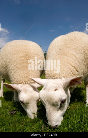 Coppia di Lleyn X Texel grassi agnelli pascolano in campo Lockerbie in Scozia Foto Stock