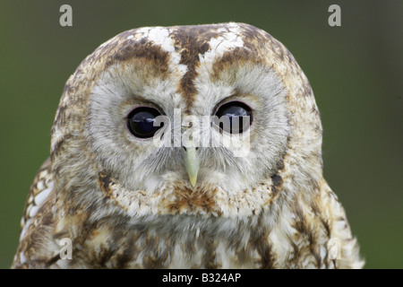 Allocco (Strix aluco), close-up ritratto di adulto Foto Stock