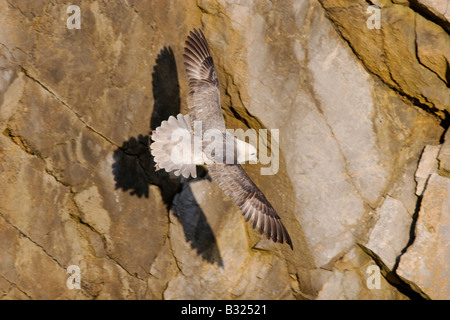 Fulmaris glacialis in volo Foto Stock