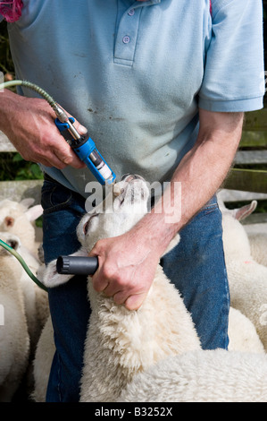 Agricoltore dando gli agnelli di un worm bevanda per proteggerli contro i parassiti Kendal Cumbria Foto Stock