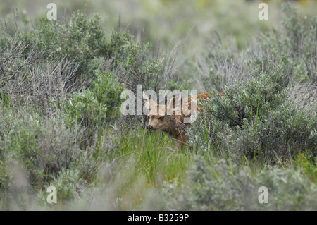 Un neonato Mule Deer Fawn cautamente passeggiate attraverso un prato di Yellowstone Foto Stock