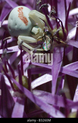 Close up di un ragno granchio mangiare a volare su un alium fiore Foto Stock